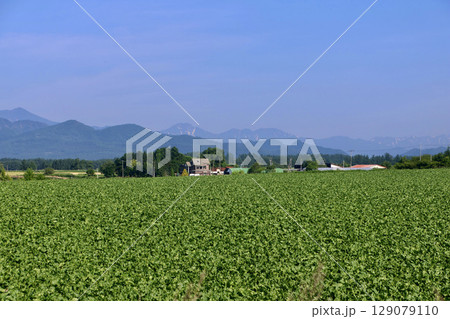 テンサイ畑・砂糖大根・北の大地(北海道・上士幌町) テンサイ畑・砂糖大根・北の大地(北海道・上士幌町) 129079110