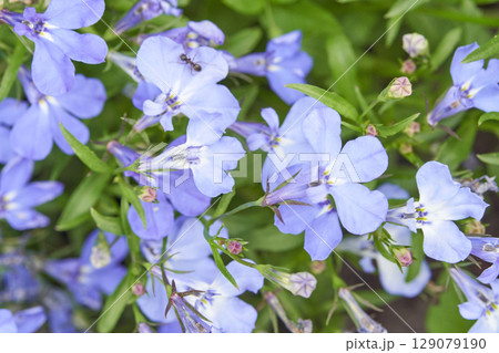 Close up of delicate light blue lobelia flowers with green leaves and small ants 129079190
