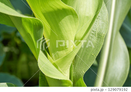 Close up of lush green corn plant leaves in sunlight at a farm 129079192