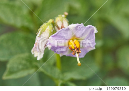Purple potato flower close up with yellow center and green leaves in natural Purple potato flower close up with yellow center and green leaves in natural 129079210