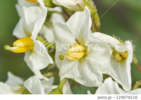 Close up of white potato flowers with yellow centers in bloom against green 129079216
