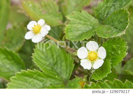 White strawberry flowers with green leaves in garden close up 129079217