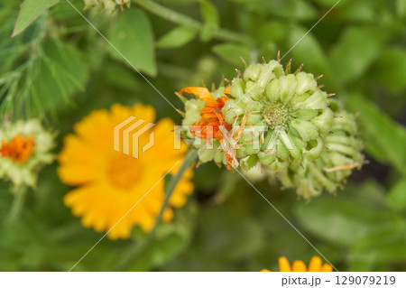 Green bud and vibrant yellow flowers in a lush garden close up 129079219