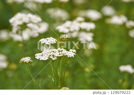 Close up of white wildflowers in bloom against a lush green background Close up of white wildflowers in bloom against a lush green background 129079222