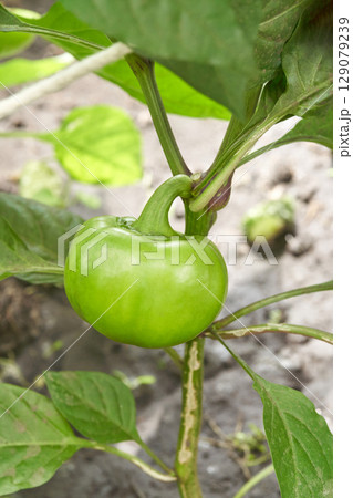 Fresh green bell pepper growing on plant in garden 129079239
