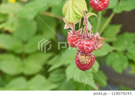 Close up of ripe red raspberries on a branch with green leaves in a garden Close up of ripe red raspberries on a branch with green leaves in a garden 129079243