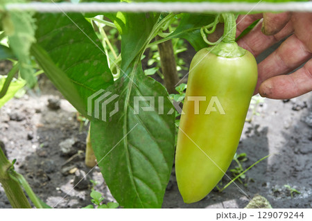 Close up of hand holding green bell pepper in garden with lush leaves and soil 129079244