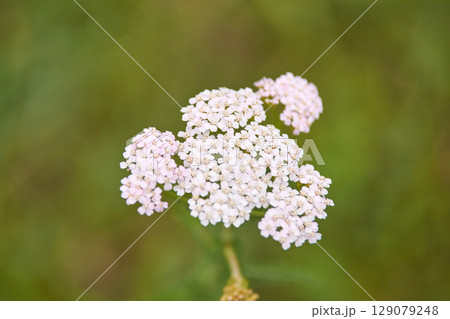 Delicate cluster of white and pink yarrow flowers against a soft green 129079248