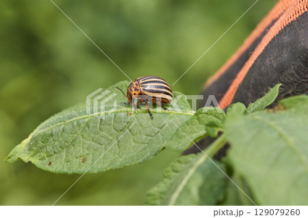 Colorado potato beetle on leaf close up with human hand in black and red glove Colorado potato beetle on leaf close up with human hand in black and red glove 129079260
