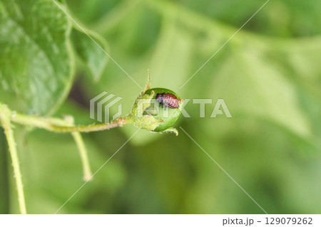 Red beetle on green fruit with leaf background in natural outdoor setting 129079262