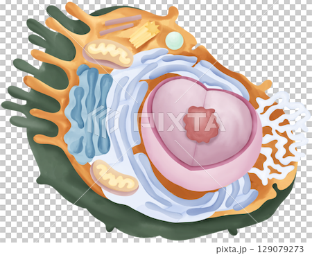 Cute Animal Cell Diagram 129079273