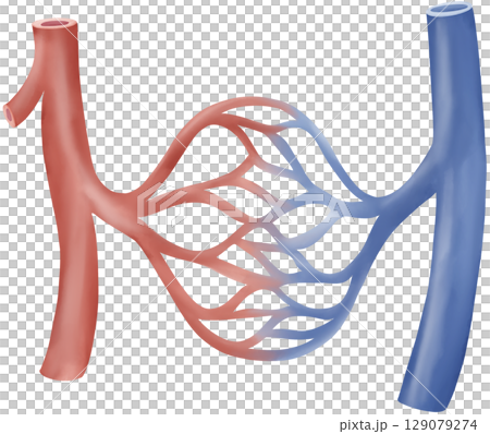 Artery, Capillary, and Vein Exchange 129079274