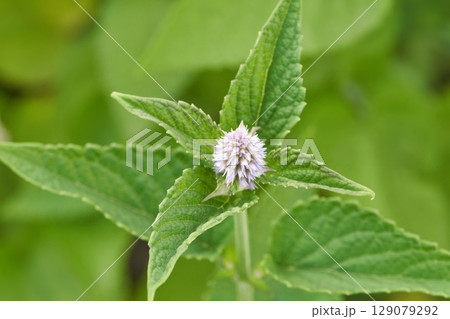 Close up of lilac mint flower with vibrant green leaves in a natural garden Close up of lilac mint flower with vibrant green leaves in a natural garden 129079292
