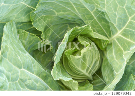 Close up of fresh green cabbage with textured leaves in natural light 129079342