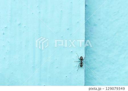 Ant climbing vertical blue wall surface, close up minimalistic insect image Ant climbing vertical blue wall surface, close up minimalistic insect image 129079349