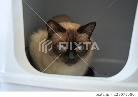 Siamese cat with blue eyes in white enclosure looking forward 129079386