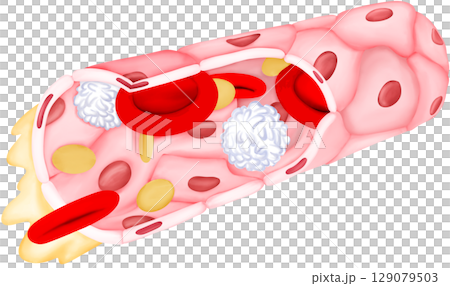 Blood Vessel and Cell Components 129079503