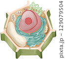 Cute Plant Cell Anatomy Diagram 129079504