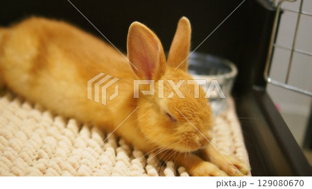 ペットの子うさぎ 129080670