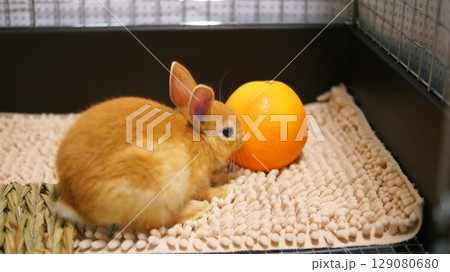 ペットの子うさぎ 129080680