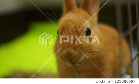 ペットの子うさぎ 129080687