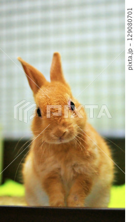 ペットの子うさぎ 129080701