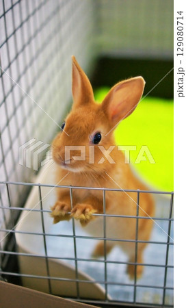 ペットの子うさぎ 129080714