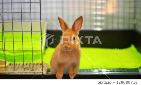 ペットの子うさぎ ペットの子うさぎ 129080718
