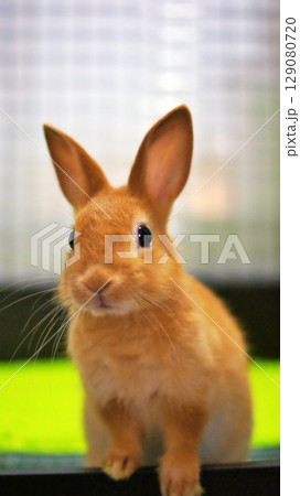 ペットの子うさぎ 129080720