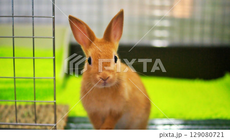 ペットの子うさぎ 129080721