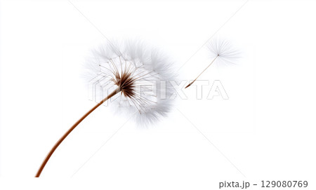 A dandelion seed blowing in the wind, a symbol of hope, freedom, and a new beginning A dandelion seed blowing in the wind, a symbol of hope, freedom, and a new beginning 129080769