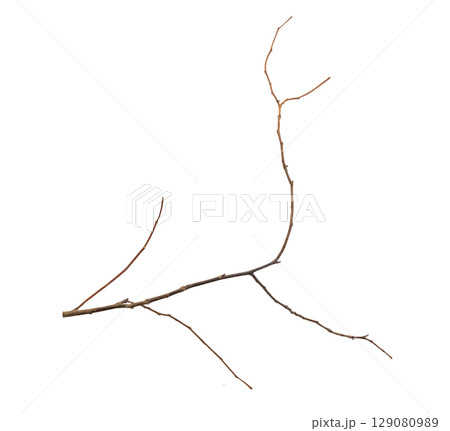 Dry tree branches isolated on white background 129080989