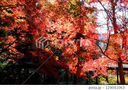 散策路のもみじ紅葉　【相模原市津久井　12月】 129081063