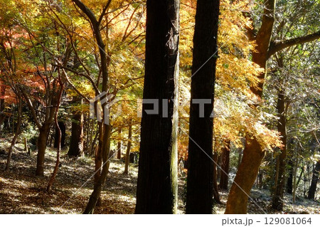 雑木林の黄葉　【相模原市津久井　12月】 129081064