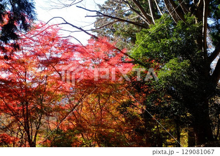 雑木林のもみじ紅葉　【相模原市津久井　12月】 129081067