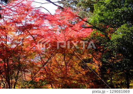 雑木林に映えるもみじ紅葉　【相模原市津久井　12月】 129081069