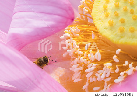 蓮の花を飛ぶミツバチ 蓮の花を飛ぶミツバチ 129081093