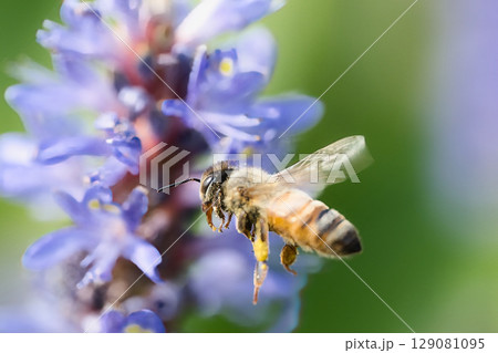 ポンテデリアを飛ぶミツバチ ポンテデリアを飛ぶミツバチ 129081095