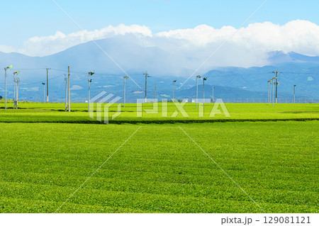 霧島連山を望む茶畑風景　鹿児島県溝辺町 129081121