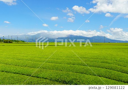 霧島連山を望む茶畑風景　鹿児島県溝辺町 129081122