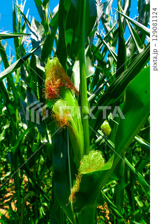 Golden hour sunset over lush green corn field in the tranquil rural countryside Golden hour sunset over lush green corn field in the tranquil rural countryside 129081124