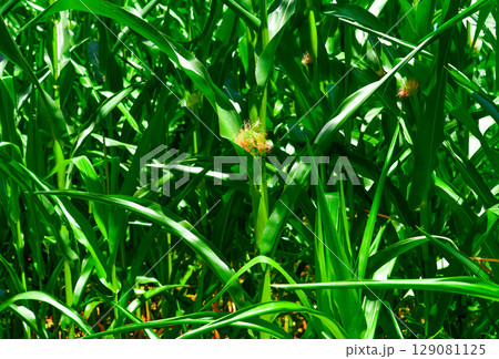 Golden hour sunset over lush green corn field in the tranquil rural countryside 129081125