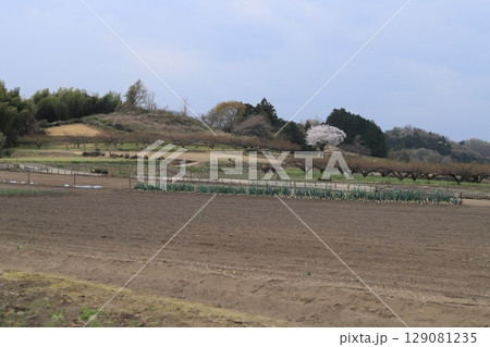 馬山丘陵 129081235