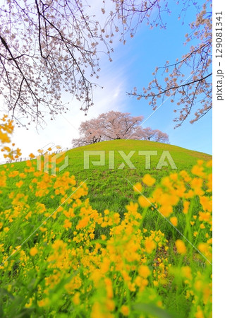 丸墓山古墳の桜(さきたま古墳公園) 丸墓山古墳の桜(さきたま古墳公園) 129081341