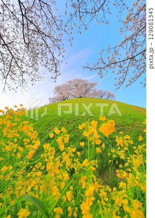 丸墓山古墳の桜（さきたま古墳公園） 129081345