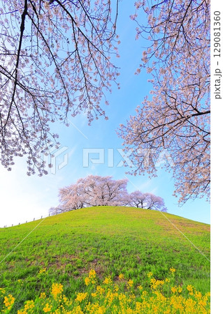 丸墓山古墳の桜（さきたま古墳公園） 129081360