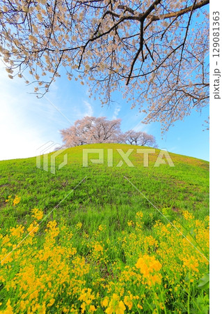 丸墓山古墳の桜(さきたま古墳公園) 丸墓山古墳の桜(さきたま古墳公園) 129081363