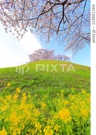 丸墓山古墳の桜(さきたま古墳公園) 丸墓山古墳の桜(さきたま古墳公園) 129081369