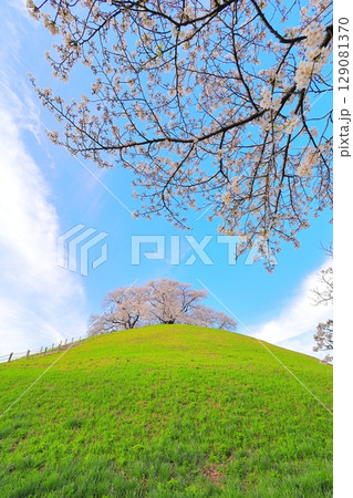 丸墓山古墳の桜(さきたま古墳公園) 丸墓山古墳の桜(さきたま古墳公園) 129081370