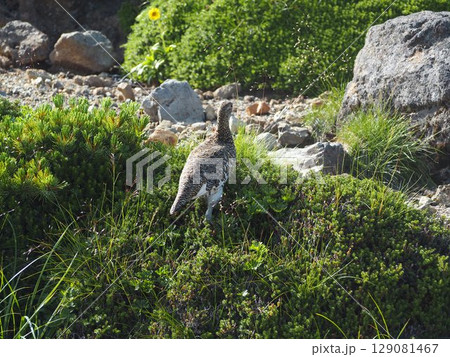 雷鳥 夏-001 雷鳥 夏-001 129081467